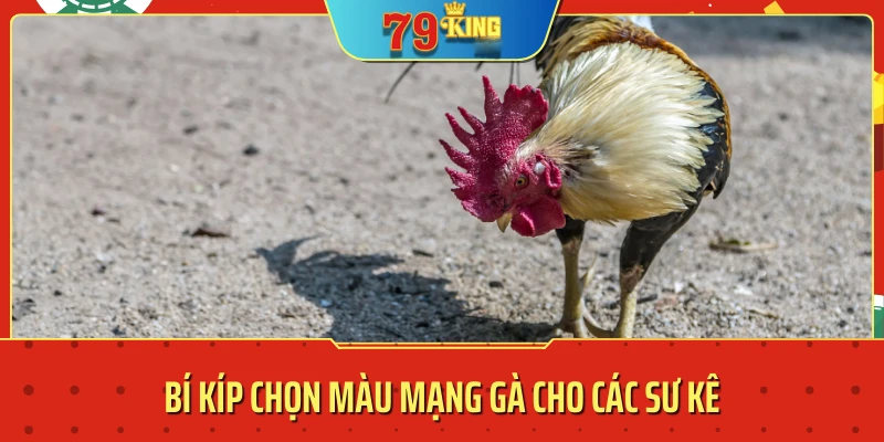 màu mạng gà